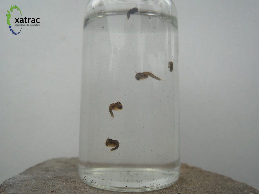 Efecte de l’oli de Citriodora en el desenvolupament dels mosquits, peixos i capgrossos.