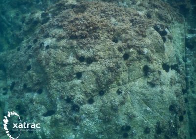 Landscape of fear: How predation efects could change sea urchins behavior (TFG)